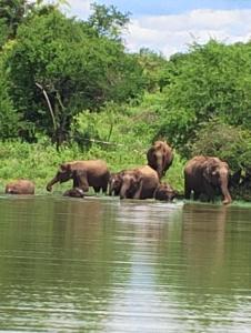 yoma wild safari bungalow