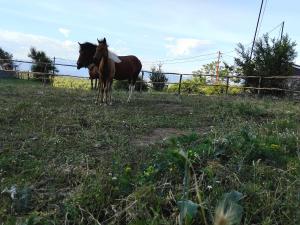 Glamping Kulmi