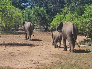 Emarald Yala safari tours