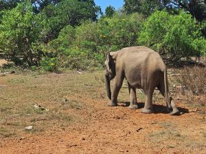 Emarald Yala safari tours