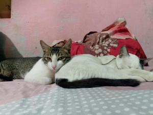Mayaloka cafe & Homestays