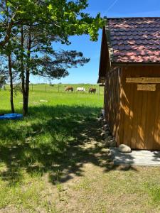 Leśny Zakątek - Mazury - Warmia - jezioro Dadaj