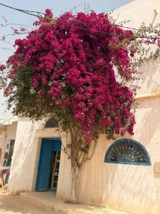 Cocon Djerbien, à deux pas de Djerbahood