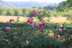 Auberges La Ferme Fleurie : photos des chambres