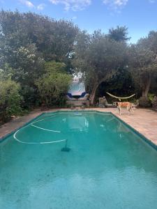 Olive Tree Garden apartment 1