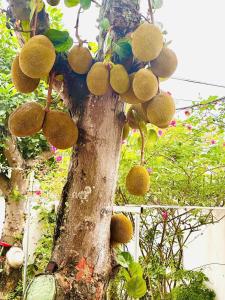 An Yen House - Homestay 10 minutes from Noi Bai Airport