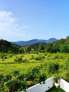 Forest view evia