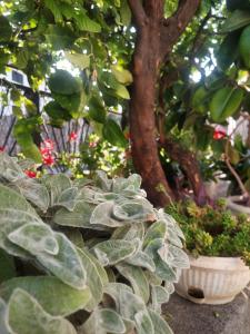 Guest house Milic