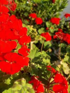 Guest house Milic