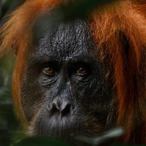 Orangutan Joint Trekking & Stay