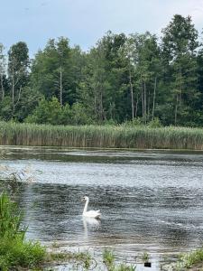 Pas Šerną