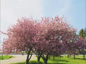 Orchard Haven