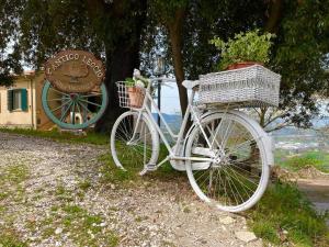 Antico Leccio Green
