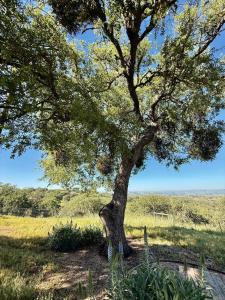 Vista De Robles