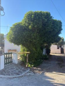 A Bugatta img10