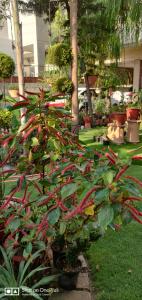 Chinar Homes Amritsar