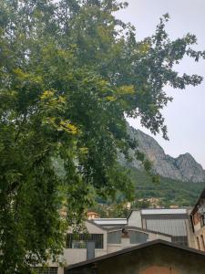 Maple Creek Lecco