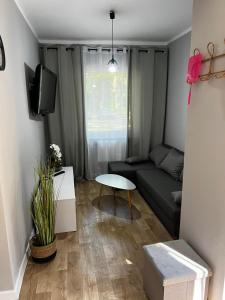 W sosnowym lesie 2