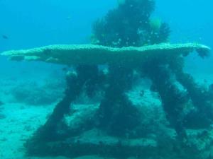 Algens Dive Resort