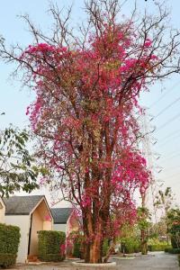 D Hut Resort Chiangmai