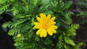 Da Lat Dream Flower hotel