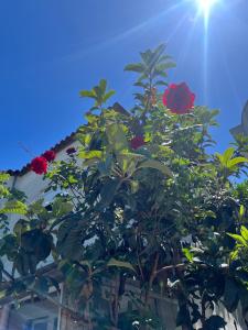 Small apartment in Durres