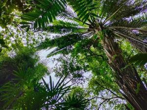 Rain Forest Resort Phitsanulok