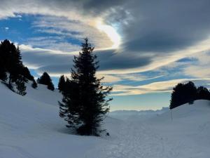 Sunny Slopes 209