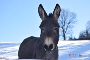 Pension U Oslíka Zdíkov Tschechien