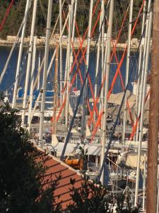 Καμέλια 3