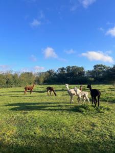 Nordic Alpaca Farm Stay