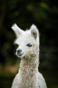 Nordic Alpaca Farm Stay