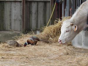 B&B / Chambres d'hotes A la Haute Bouillere : photos des chambres