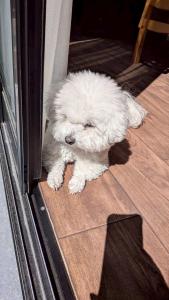 にこの家 --多頭飼い,大型犬も猫もうさぎも歓迎 秩父の一棟貸し--