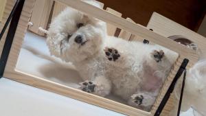 にこの家 --多頭飼い,大型犬も猫もうさぎも歓迎 秩父の一棟貸し--