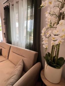 Tsimas Apartments and Studios Thassos Studio 3