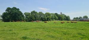Les Limousines - Proche de Pairi Daiza, Mons, Soignies