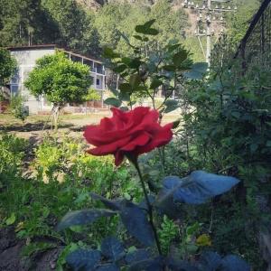 Raghav homestay