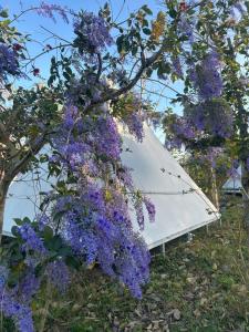 Suối Đá F-Glamping