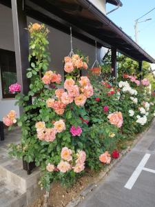 Apartments Patar