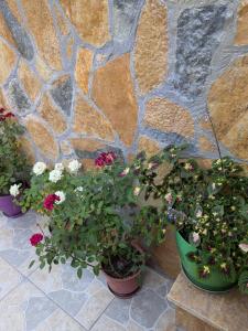 Tomor Shehu Guest House