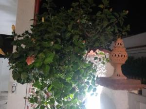 TOLUAMMARE Sicily