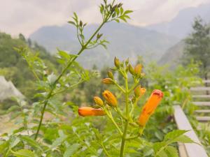 Cozy Himalayan Stay in Scenic Sainj Valley