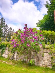 Apartament Jelonek