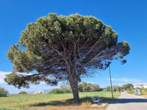 Vacation Apartment Ruggero 1 with Sea View