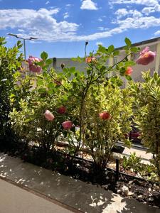 Garden of paradise Tivat