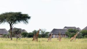 Olkarien Eco Safari Lodge by Acacia Collections