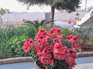 Lakka Athikia suites