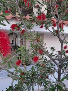 Lakka Athikia suites