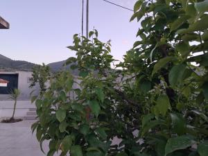 Lakka Athikia suites
